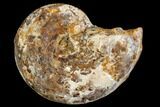 Sliced, Agatized Ammonite Fossil (half) - Jurassic #110733-1